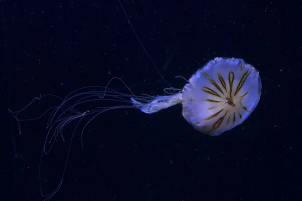 Northern sea nettle, brown jellyfish,  Japanese sea nettle  (Chrysaora melanaster).