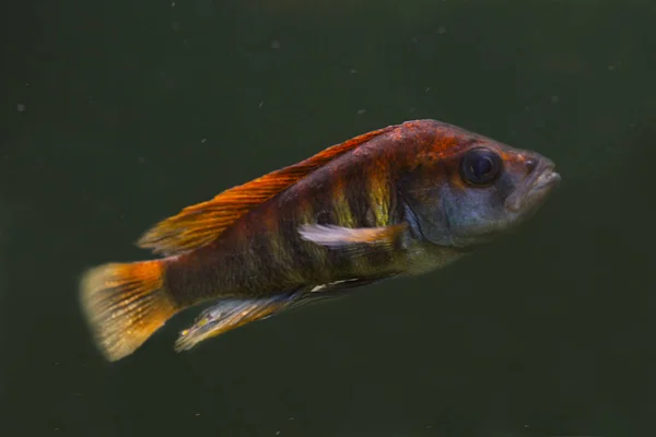 Pundamilia Nyererei Haplochromis Nyererei — Stock Photo, Image