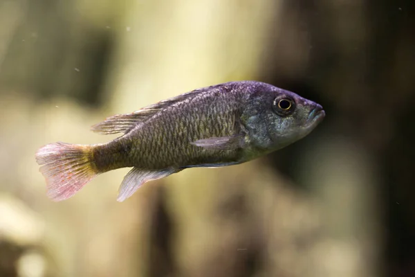 Pundamilia Nyererei Haplochromis Nyererei — 스톡 사진