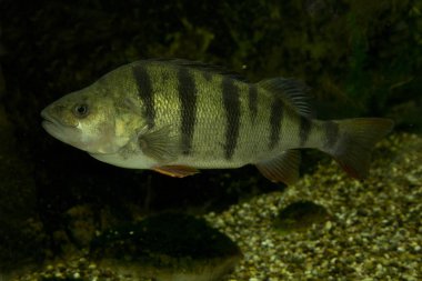 Ortak levrek (Perca fluviatilis).