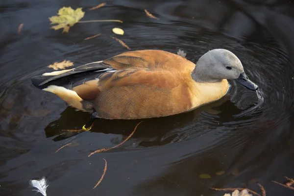 Canard Afrique Sud Canard Cap Tadorna Cana — Photo