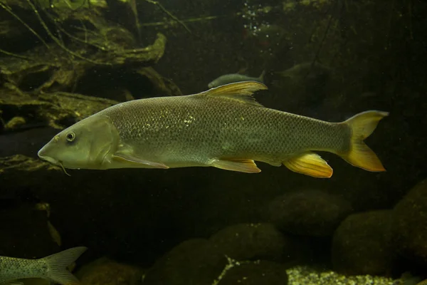 Barbo Europeo Barbus Barbus — Foto de Stock