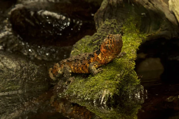 Lagarto Crocodilo Chinês Shinisaurus Crocodilurus — Fotografia de Stock