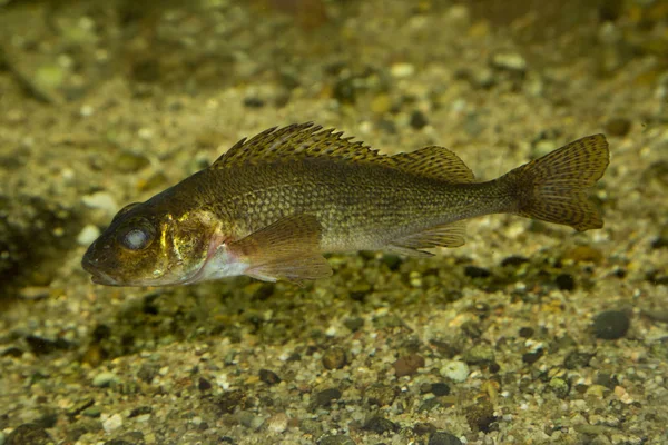 Peixe Gato Wels Peixe Pastor Silurus Glanis — Fotografia de Stock