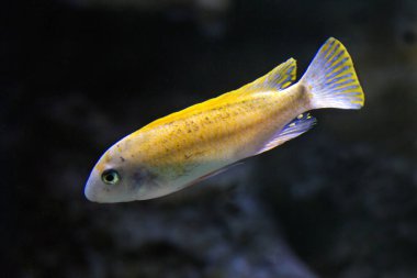Scrapermouth mbuna (Labeotropheus trewavasae).