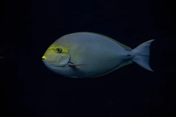 Pesce Chirurgo Allungato Pesce Chirurgo Azzurro Acanthurus Mata — Foto Stock