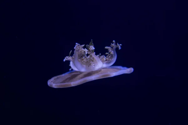 Cassiopea andromeda (ters denizanası).