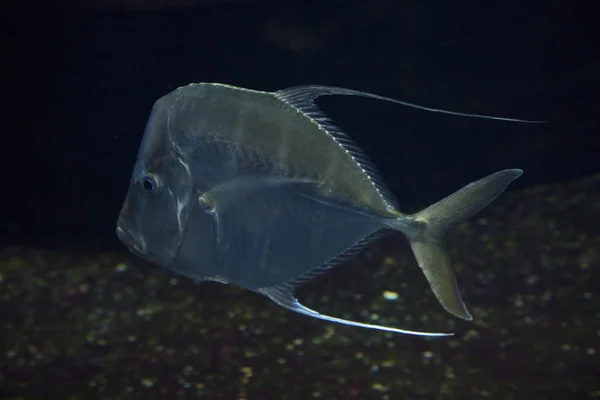 Pesce Osservatore Selene Vomitatore — Foto Stock