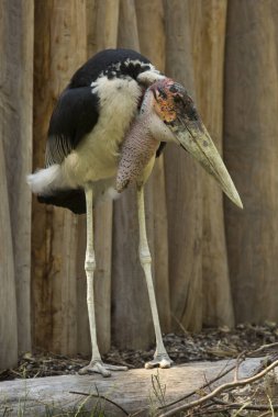 Marabut leylek (Leptoptilos crumenifer).