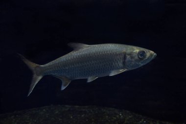 Hint-Pasifik Tarpon, Oxeye ringa, ringa balığı (Megalops cyprinoides). 