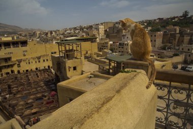 Fez, Fas. 20 Eylül 2017. Fez Medina, Fas, tabakhane.
