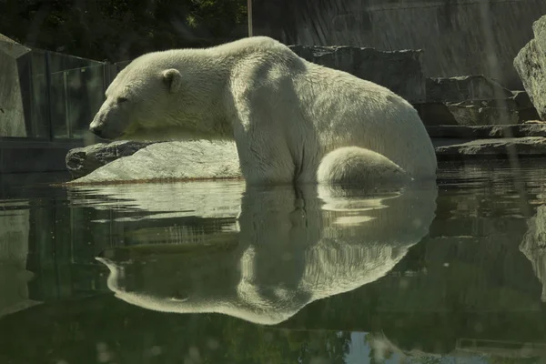 Ours Blanc Ursus Maritimus — Photo