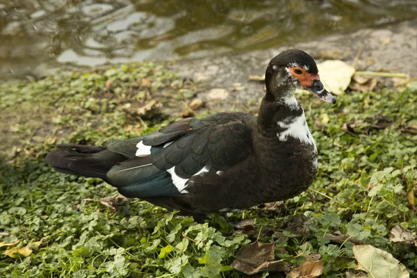 Pato Moscoso Cairina Moschata — Foto de Stock