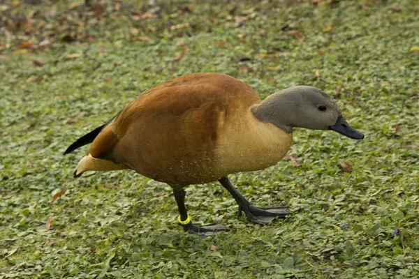 Canard Afrique Sud Canard Cap Tadorna Cana — Photo