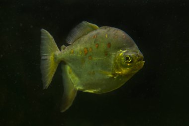 Redhook myleus, redhook gümüş Doları (Myloplus rubripinnis).