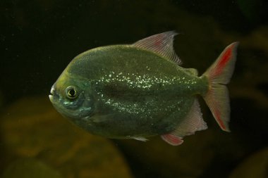 Pacu-branco (Myleus torquatus).