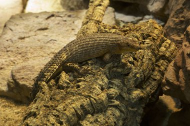 Gidgee Skink (Egernia stokesii) .