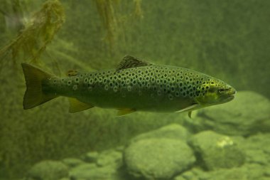 Kahverengi alabalık (Salmo trutta fario).