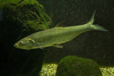 Ortak dace, Avrasya dace (Leuciscus leuciscus).