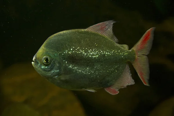 Pacu Branco Myleus Torquatus — стокове фото