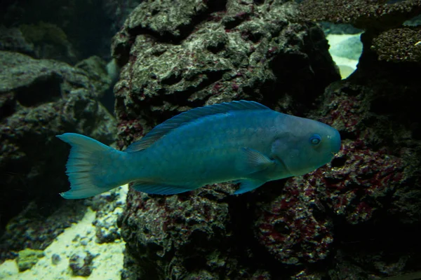 Modrá Ploskozubec Scarus Coeruleus — Stock fotografie