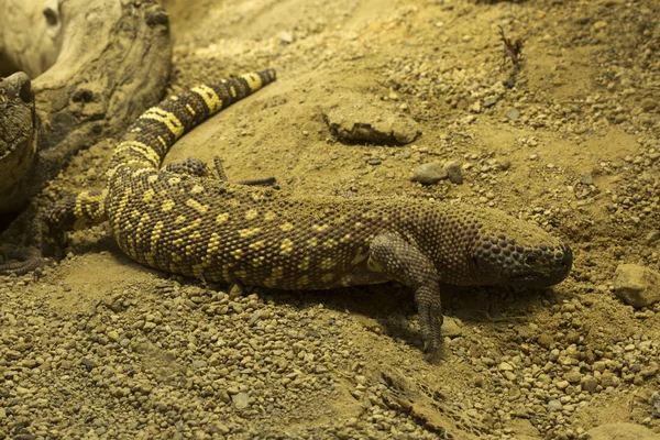 Meksika boncuklu kertenkele (Heloderma horridum).