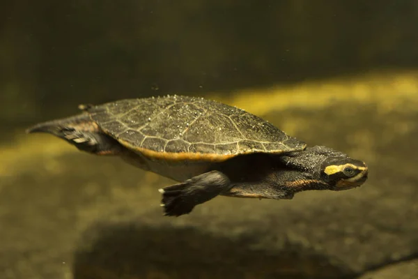 Tortuga Australiana Cuello Corto Emydura Subglobosa — Foto de Stock