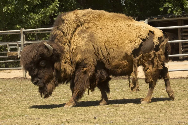 American bison, American buffalo  (Bison bison).
