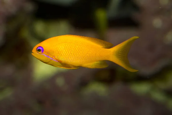 Orfèvrerie Marine Lyretail Coralfish Lyretail Anthias Scalefin Anthias Pseudanthias Squamipinnis — Photo