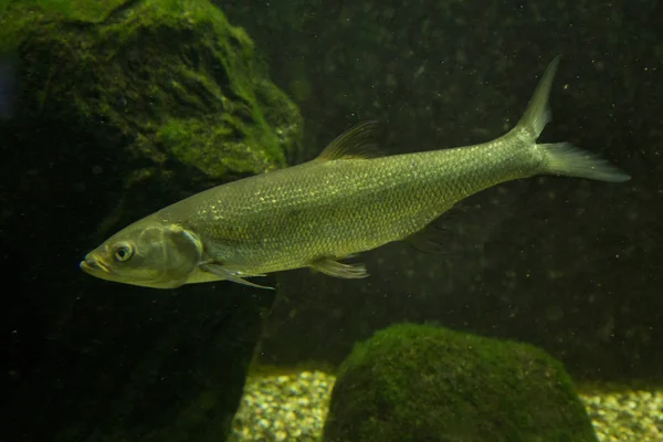 Stäm Eurasiska Dace Leuciscus Leuciscus — Stockfoto