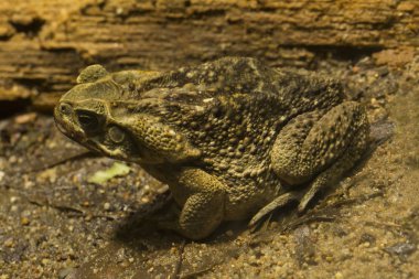 Baston kurbağa, dev neotropical kurbağa, deniz kara kurbağası (Rhinella marina).