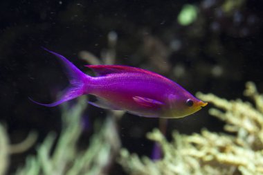 Yellowstriped fairy basslet (Pseudanthias tuka). clipart