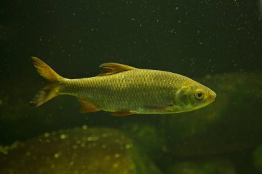 Ortak rudd (Scardinius erythrophthalmus).