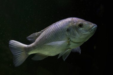 Mozambik tilapia (Oreochromis mossambicus). 