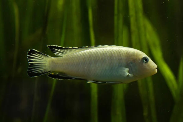 Pindani Fish Pseudotropheus Socolofi — Stock Photo, Image