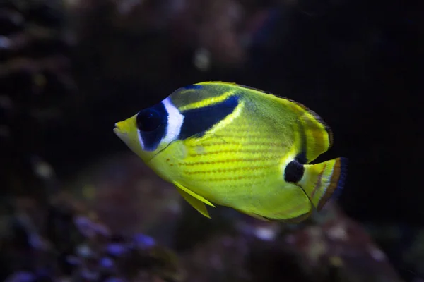 Butterflyfish Coralfish Redstriped Butterflyfish Chaetodon 半月形 — 图库照片