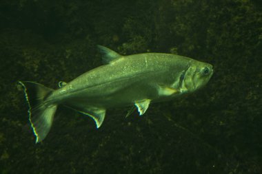 Köpek dişi gözü nitelik, payara (Hydrolycus armatus).