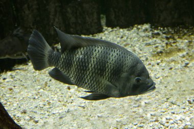 Zebra Tilapia (Heterotilapia buttikoferi).