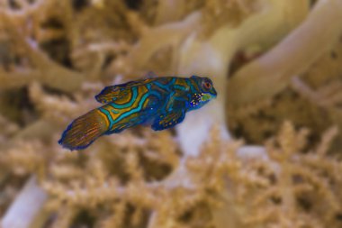  Mandarinfish, mandalina dragonet (Synchiropus splendidus).