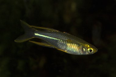 Celebes rainbowfish (Marosatherina ladigesi).