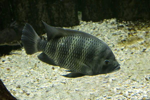 Zebra Tilapia (Heterotilapia buttikoferi).