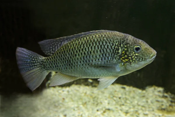 Tanganika Tilapia Oreochromis Tanganicae — Stockfoto