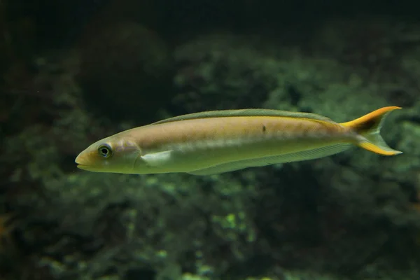 Sand Tilefish Malacanthus Plumieri — Stock Photo, Image