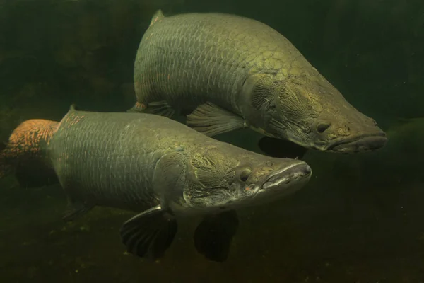 Arapaima Giga Pirarucu Jätte Arapaima — Stockfoto