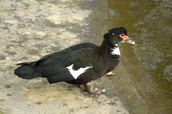 Muskuseenden Cairina Moschata — Stockfoto