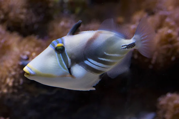 Lagoon Tetikleyici Balığı Rhinecanthus Aculeatus — Stok fotoğraf