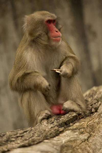 Mono Nieve Macaco Japonés Macaca Fuscata — Foto de Stock