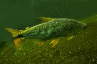 Salminus brasiliensis (dourado, dorado, altın dorado, nehir kaplanı, çene gözü nitelik).