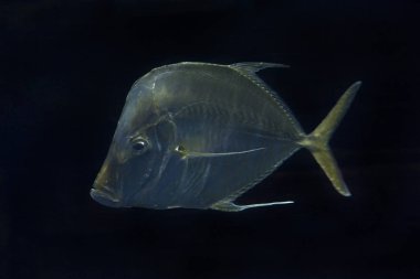  Lookdown balık (Selene vomer).