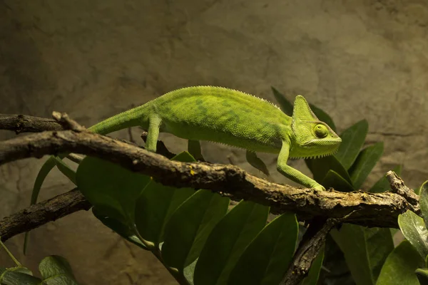 Beslöjade Chameleon Chamaeleo Calyptratus — Stockfoto